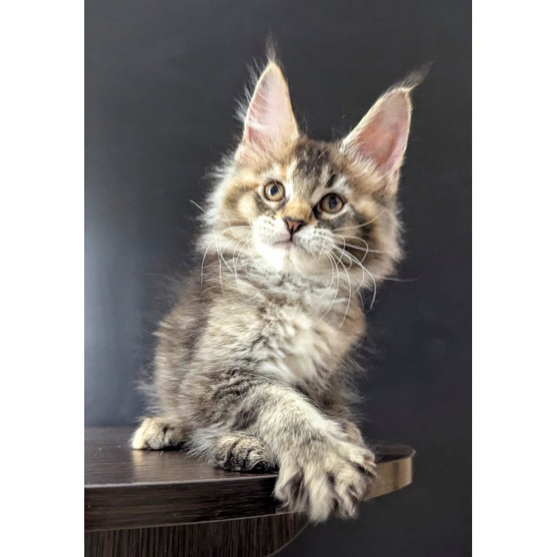 Maine Coon EZ Cutie