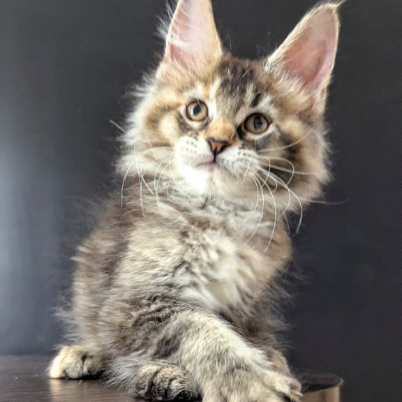 Maine Coon EZ Cutie