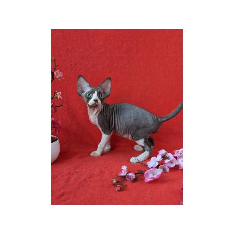 Devon Rex NOV Zephyr