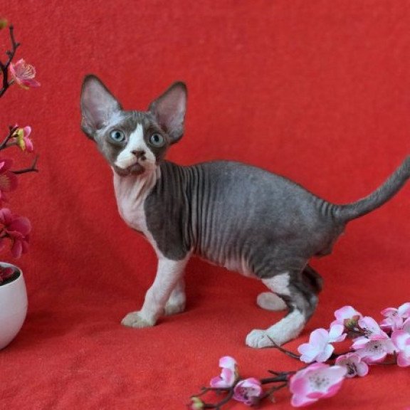 Devon Rex NOV Zephyr