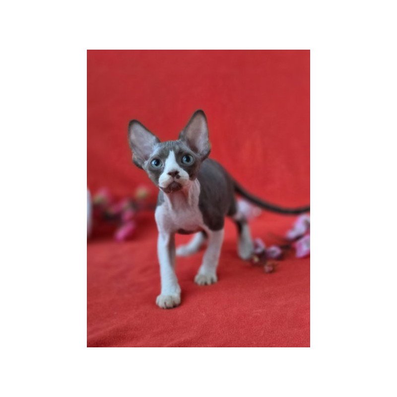 Devon Rex NOV Zephyr