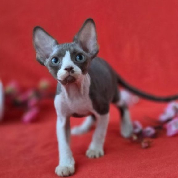 Devon Rex NOV Zephyr