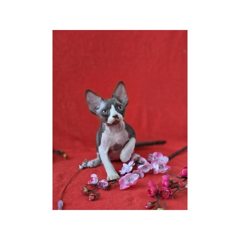 Devon Rex NOV Zephyr