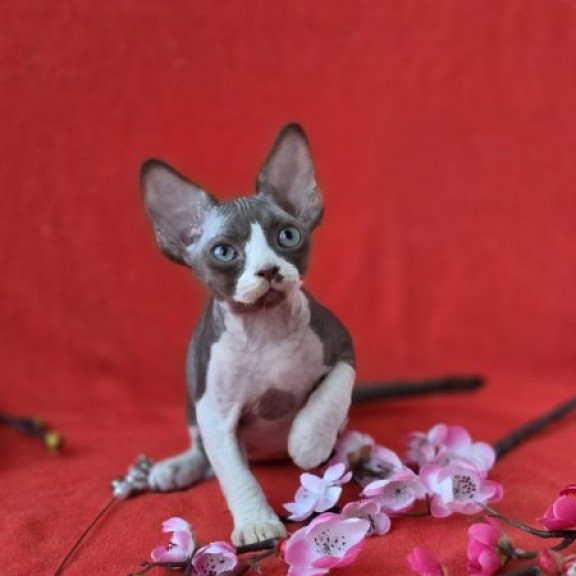 Devon Rex NOV Zephyr