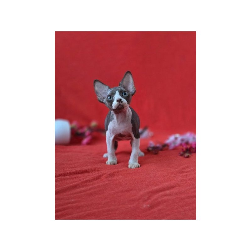 Devon Rex NOV Zephyr