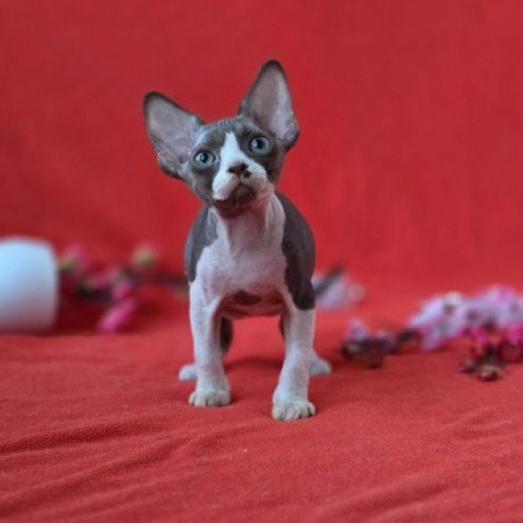 Devon Rex NOV Zephyr