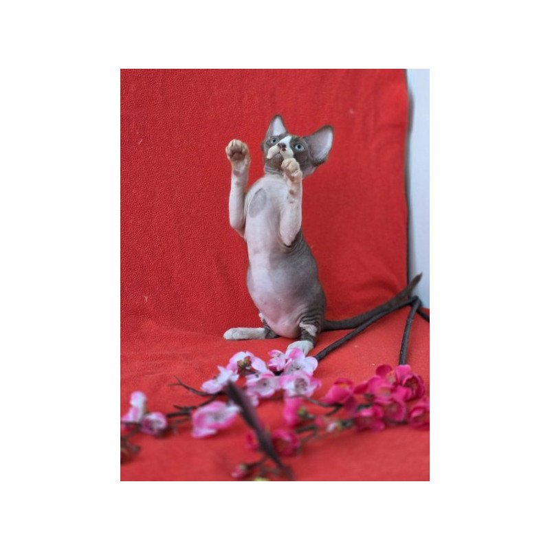 Devon Rex NOV Zephyr