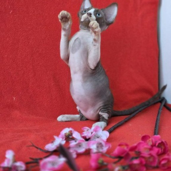 Devon Rex NOV Zephyr