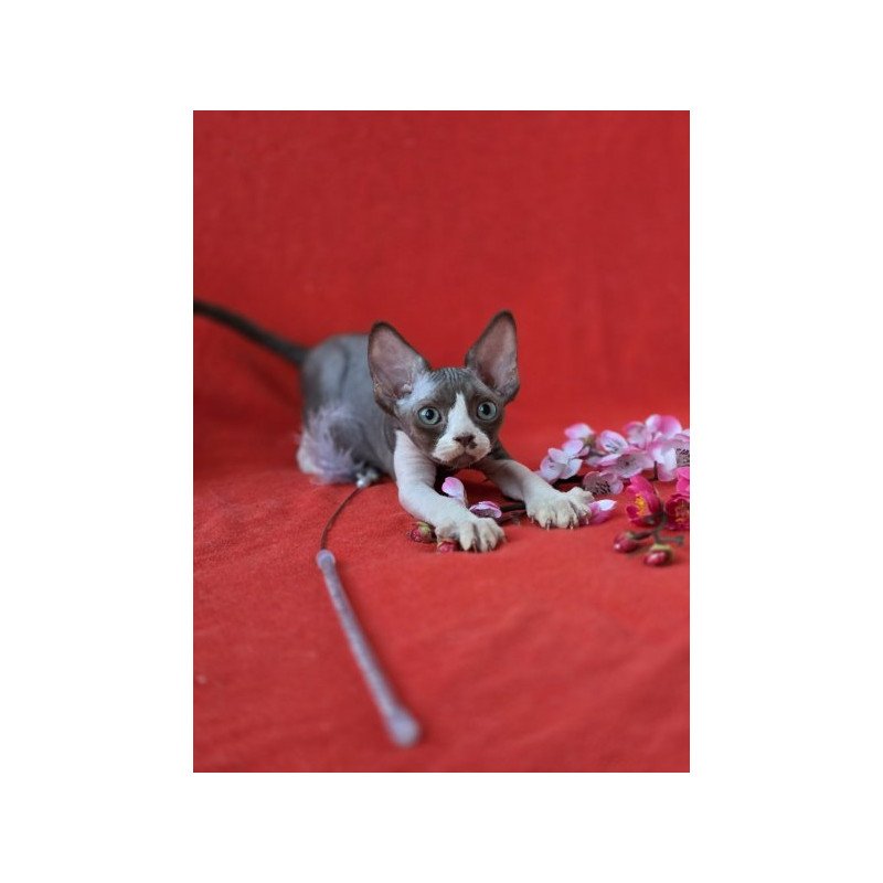 Devon Rex NOV Zephyr