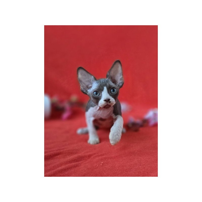 Devon Rex NOV Zephyr