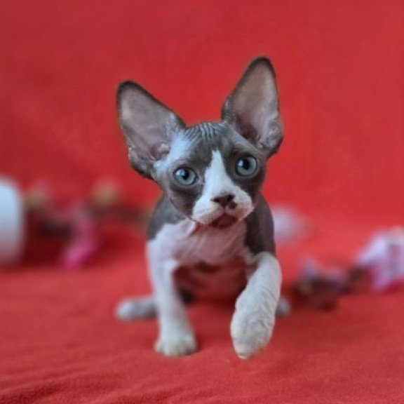 Devon Rex NOV Zephyr