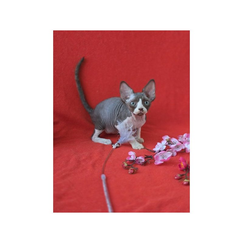Devon Rex NOV Zephyr