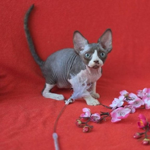 Devon Rex NOV Zephyr