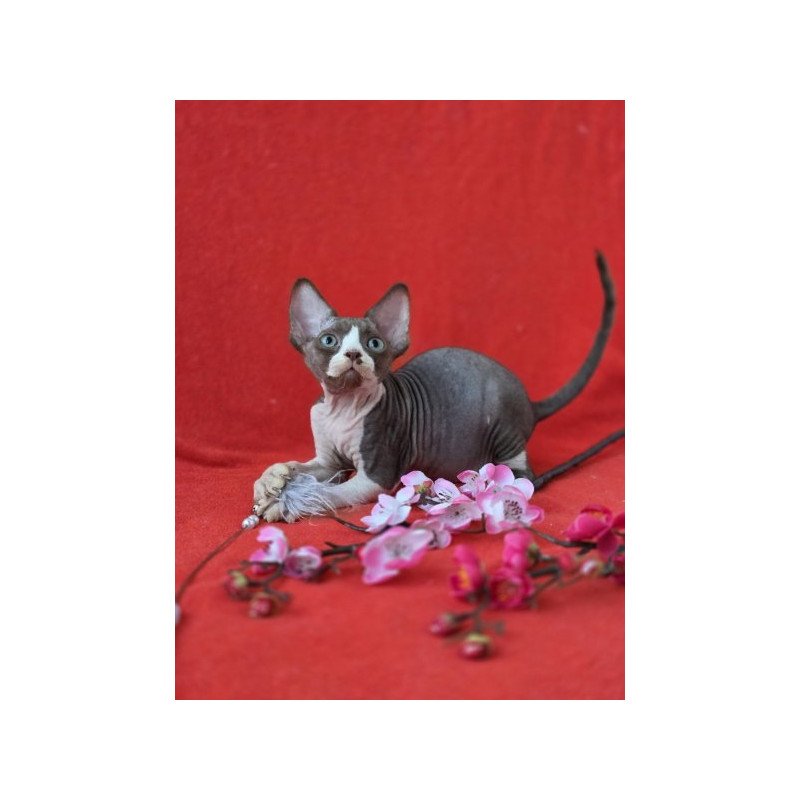 Devon Rex NOV Zephyr