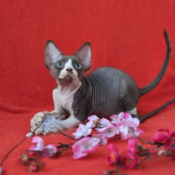 Devon Rex NOV Zephyr