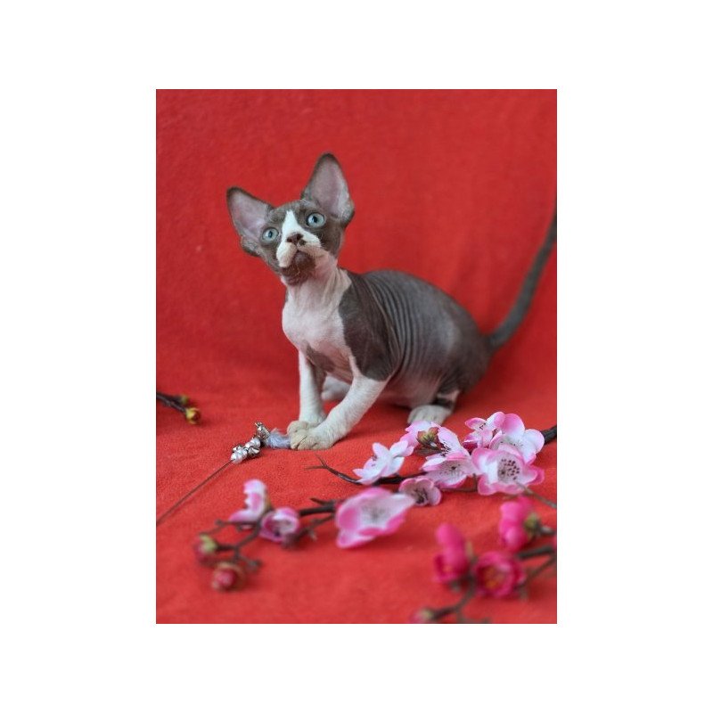 Devon Rex NOV Zephyr