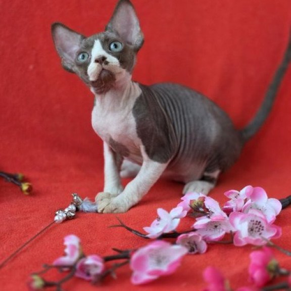 Devon Rex NOV Zephyr