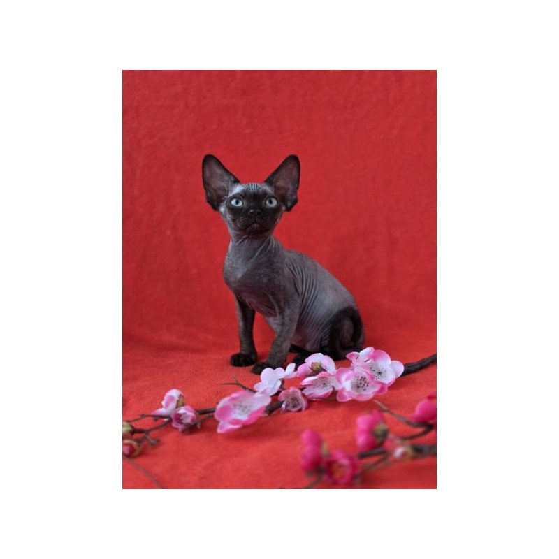 Devon Rex NOV Ziggy