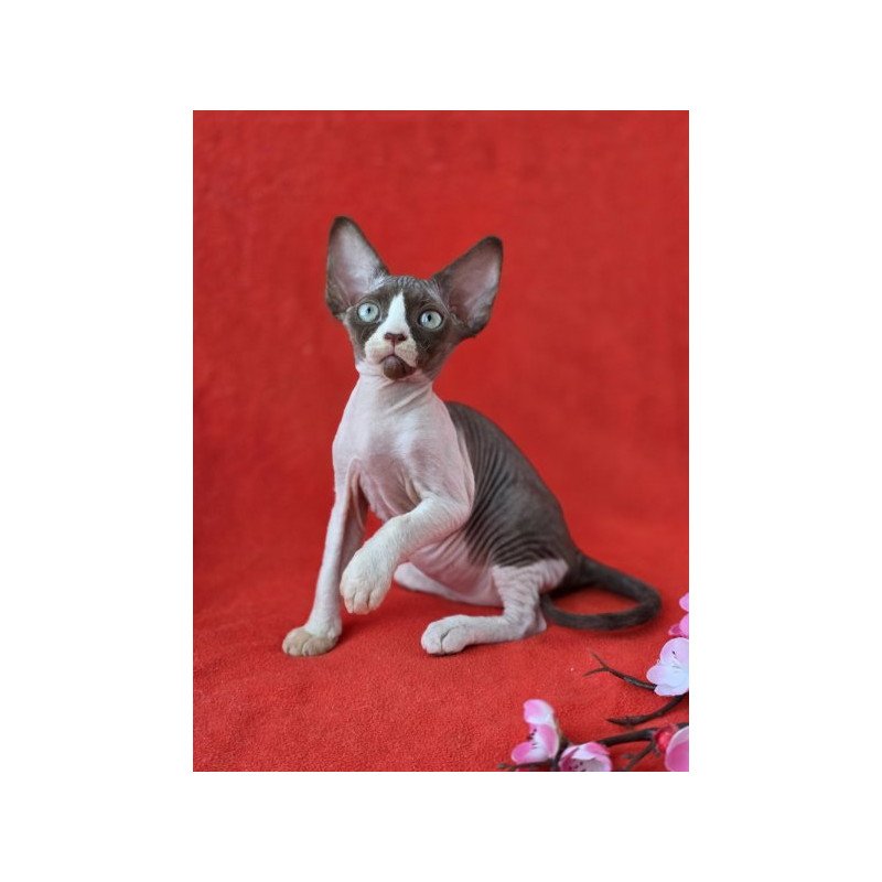 Devon Rex NOV Zabava