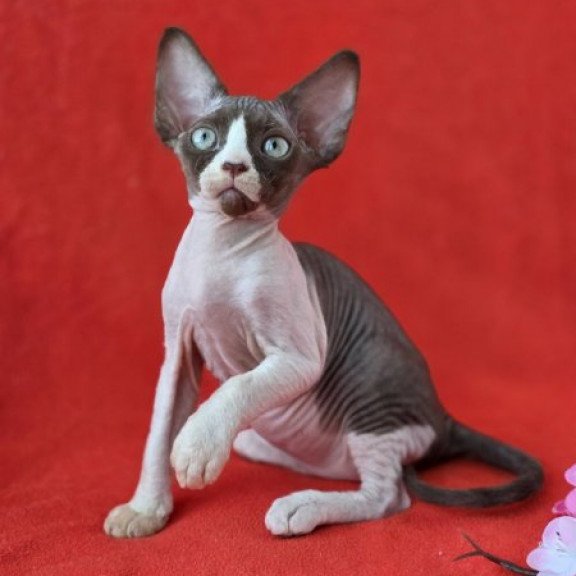 Devon Rex NOV Zabava