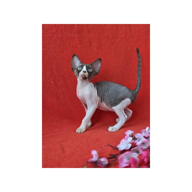 Devon Rex NOV Zabava