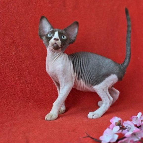 Devon Rex NOV Zabava