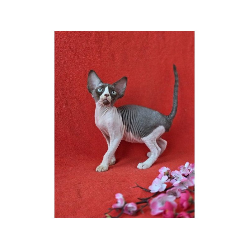 Devon Rex NOV Zabava