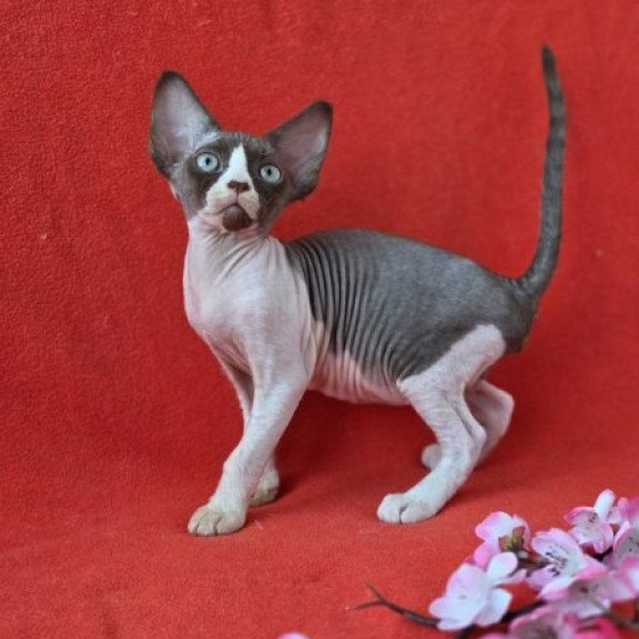 Devon Rex NOV Zabava