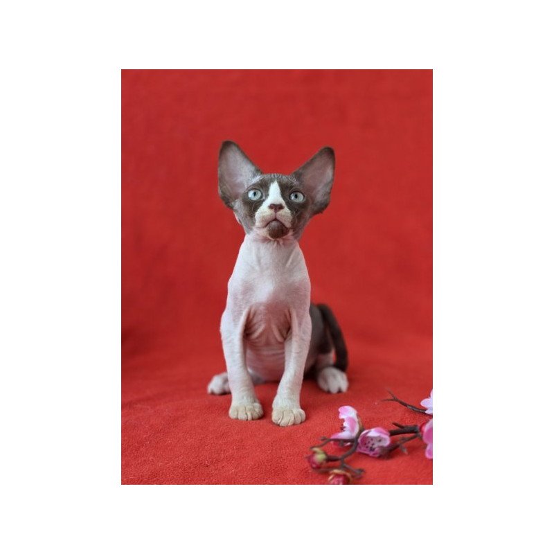 Devon Rex NOV Zabava
