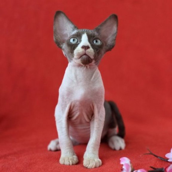 Devon Rex NOV Zabava