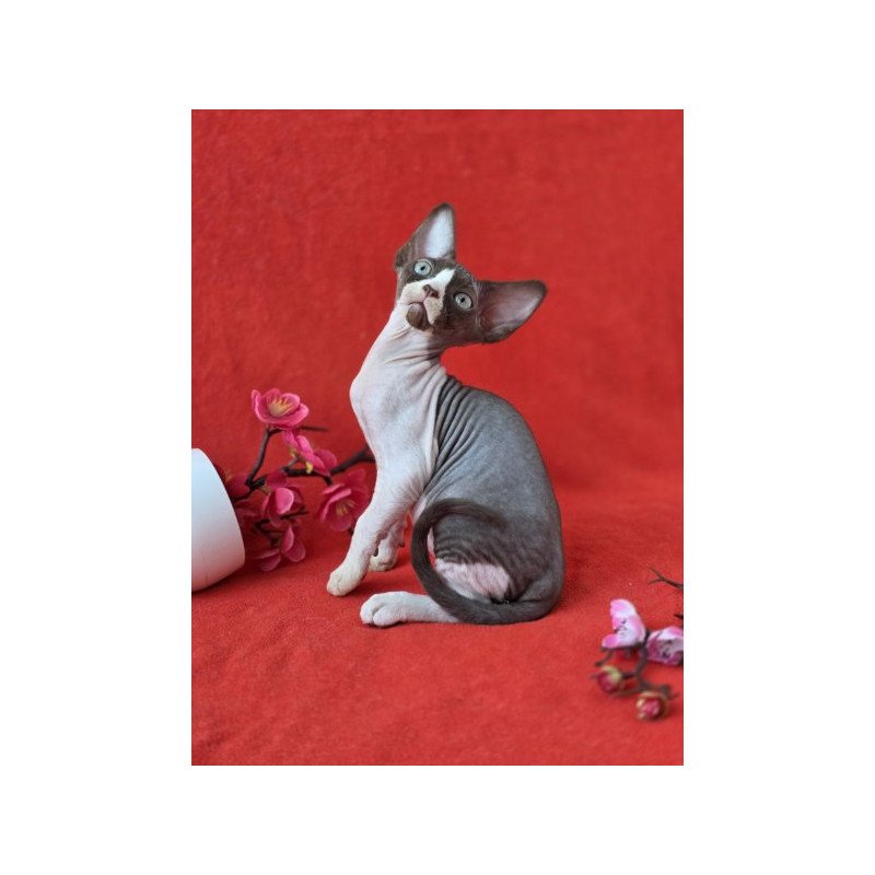 Devon Rex NOV Zabava