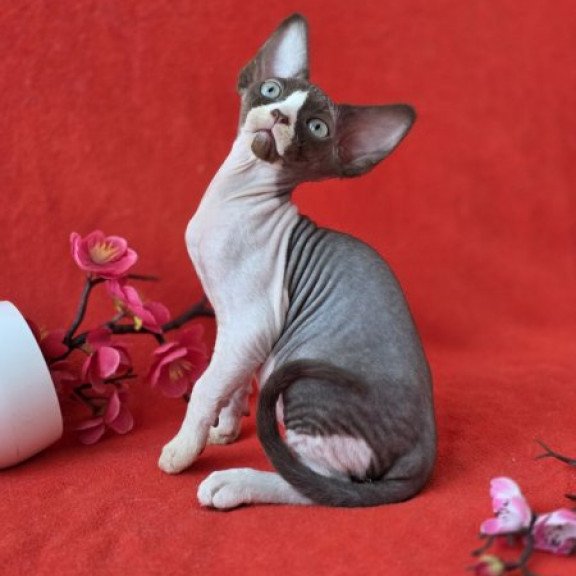 Devon Rex NOV Zabava