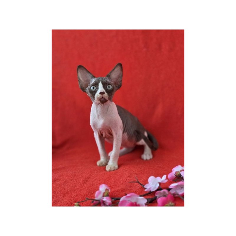 Devon Rex NOV Zabava