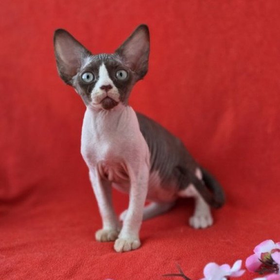 Devon Rex NOV Zabava