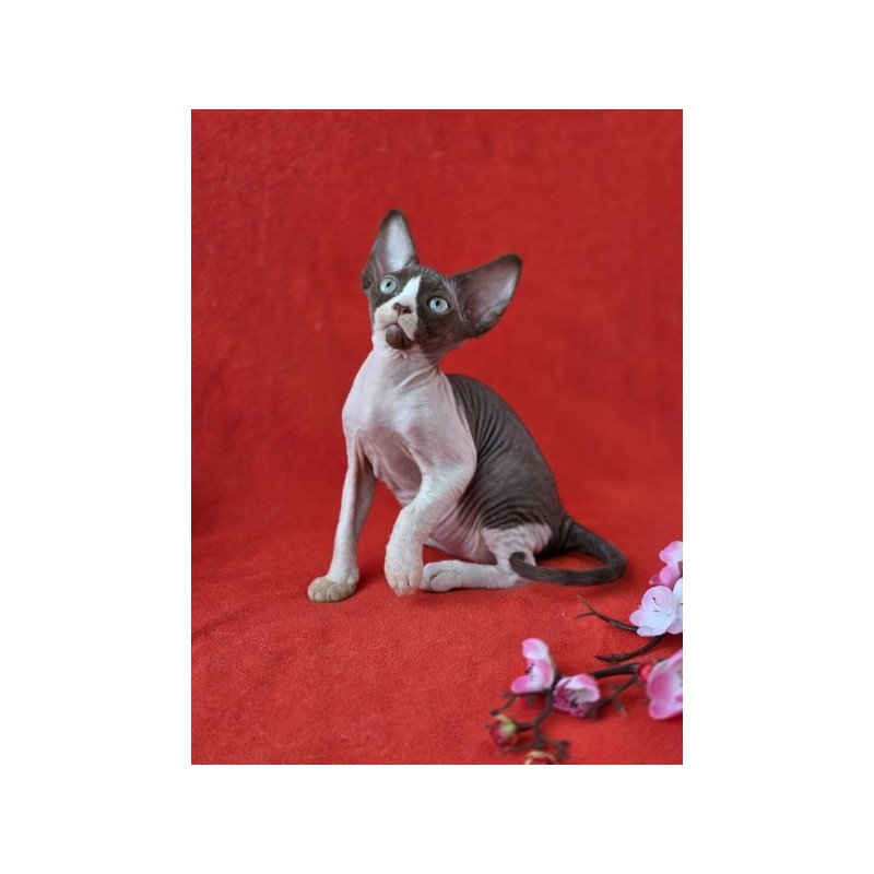 Devon Rex NOV Zabava