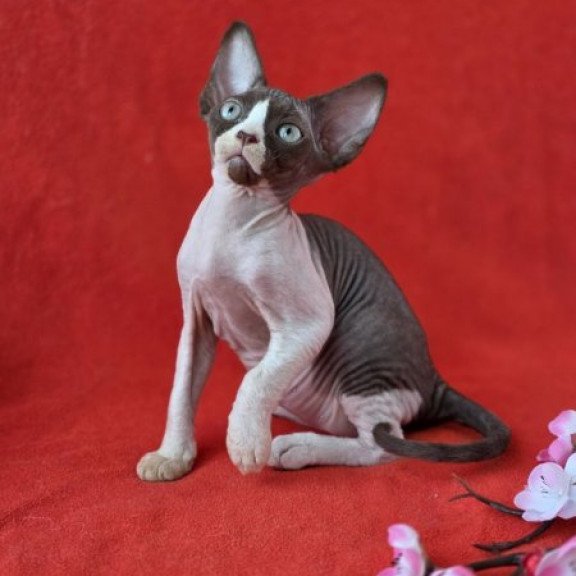 Devon Rex NOV Zabava