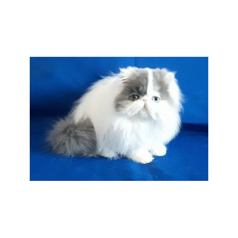 Persian Alva Yasmine