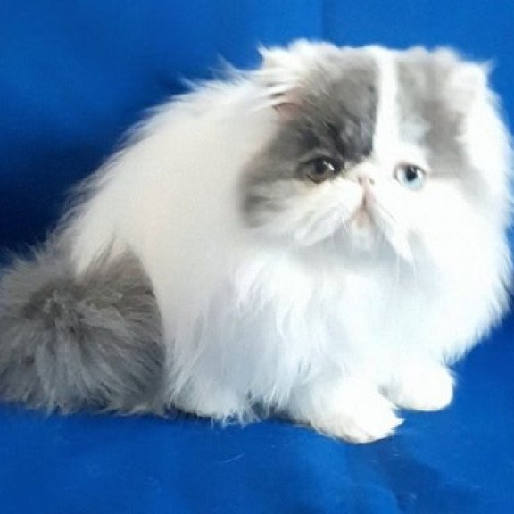 Persian Alva Yasmine