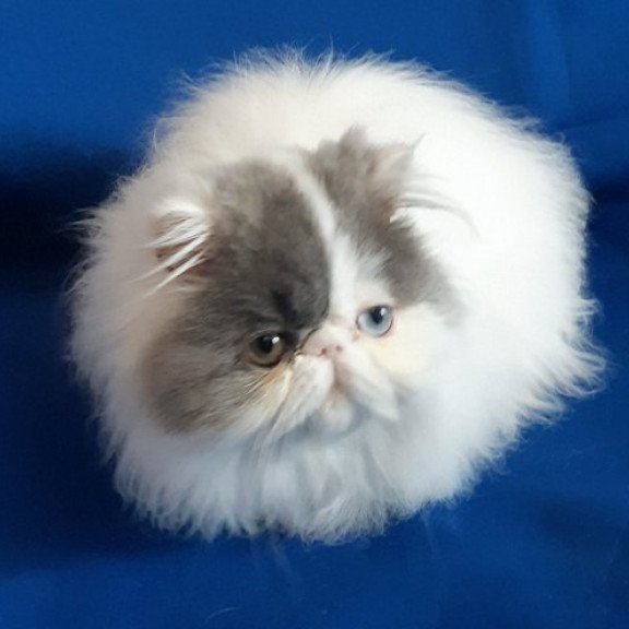 Persian Alva Yasmine