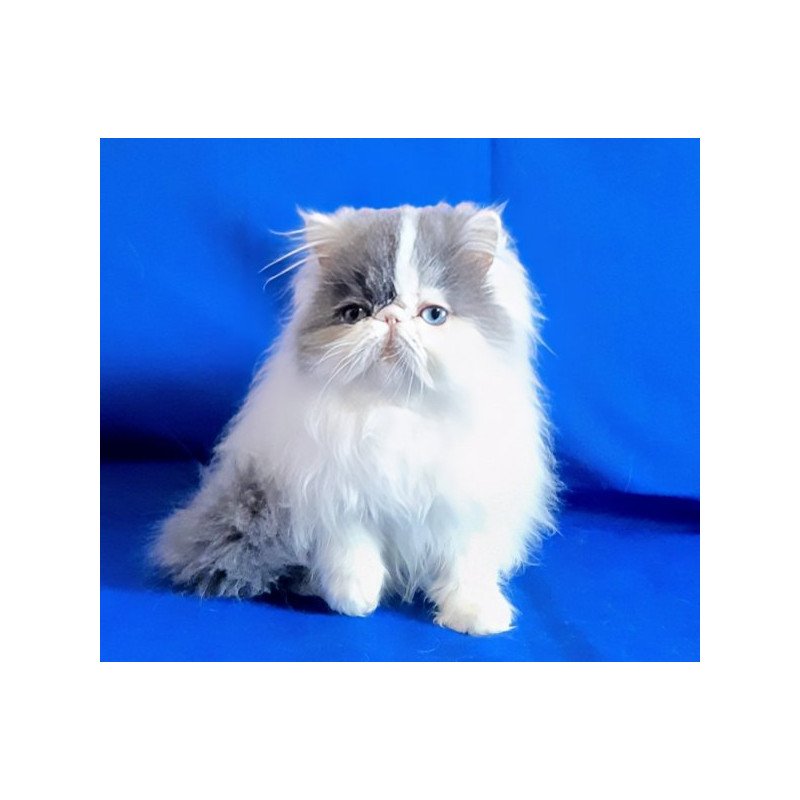 Persian Alva Yasmine