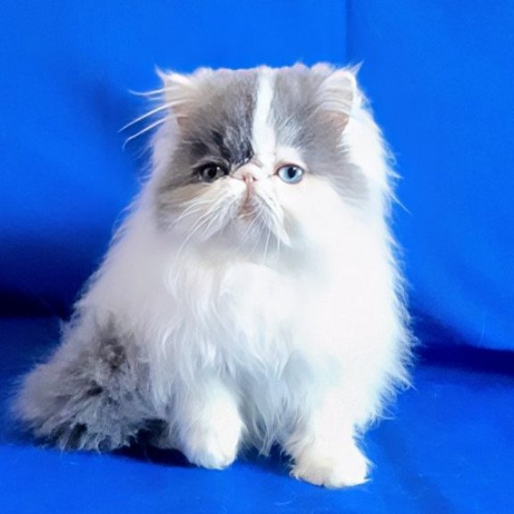 Persian Alva Yasmine
