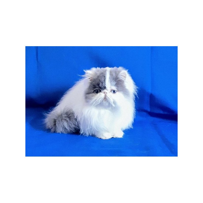 Persian Alva Yasmine