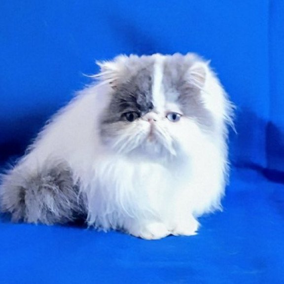 Persian Alva Yasmine