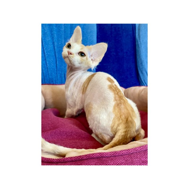 Devon Rex Alva Quinn