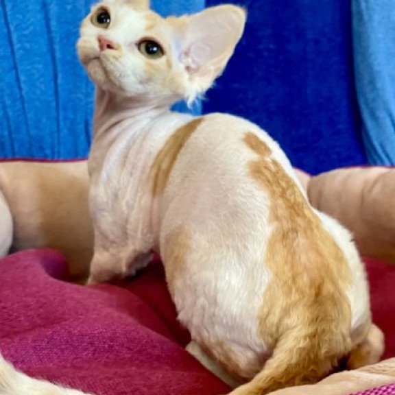 Devon Rex Alva Quinn