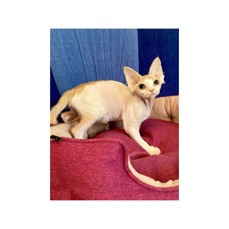 Devon Rex Alva Quinn