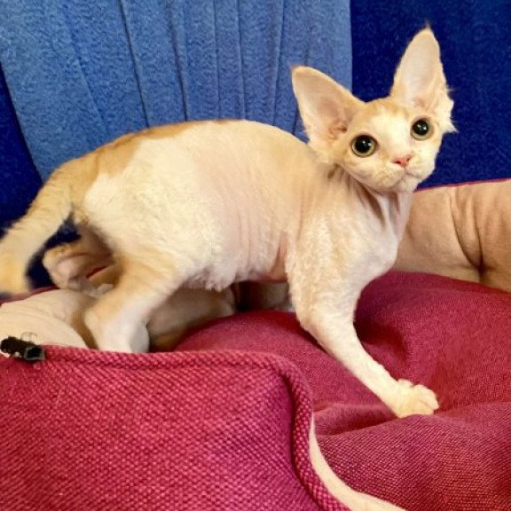 Devon Rex Alva Quinn