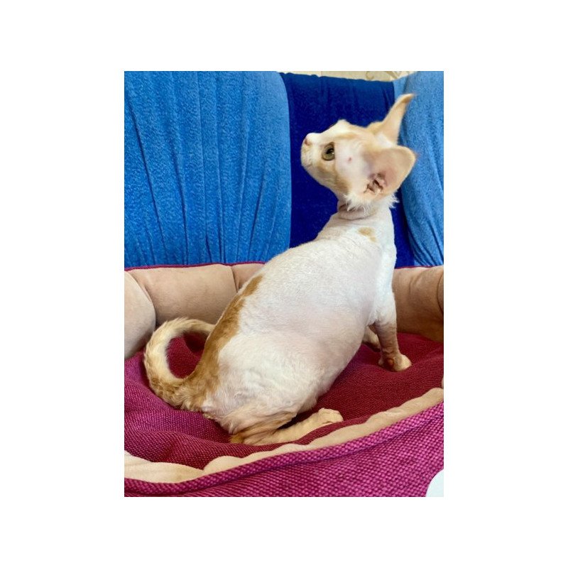 Devon Rex Alva Quinn