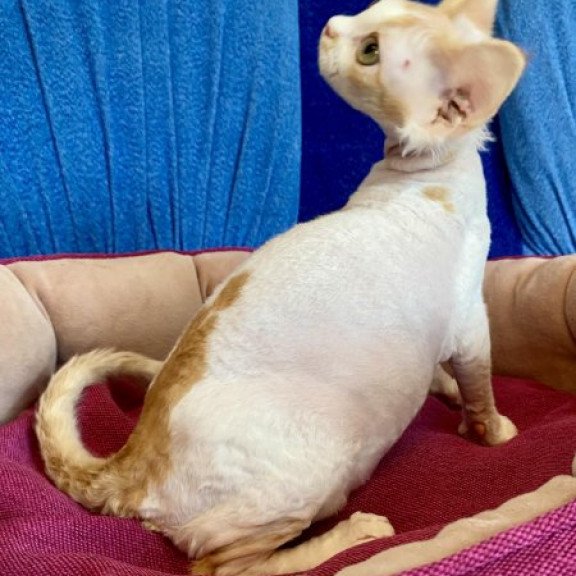 Devon Rex Alva Quinn