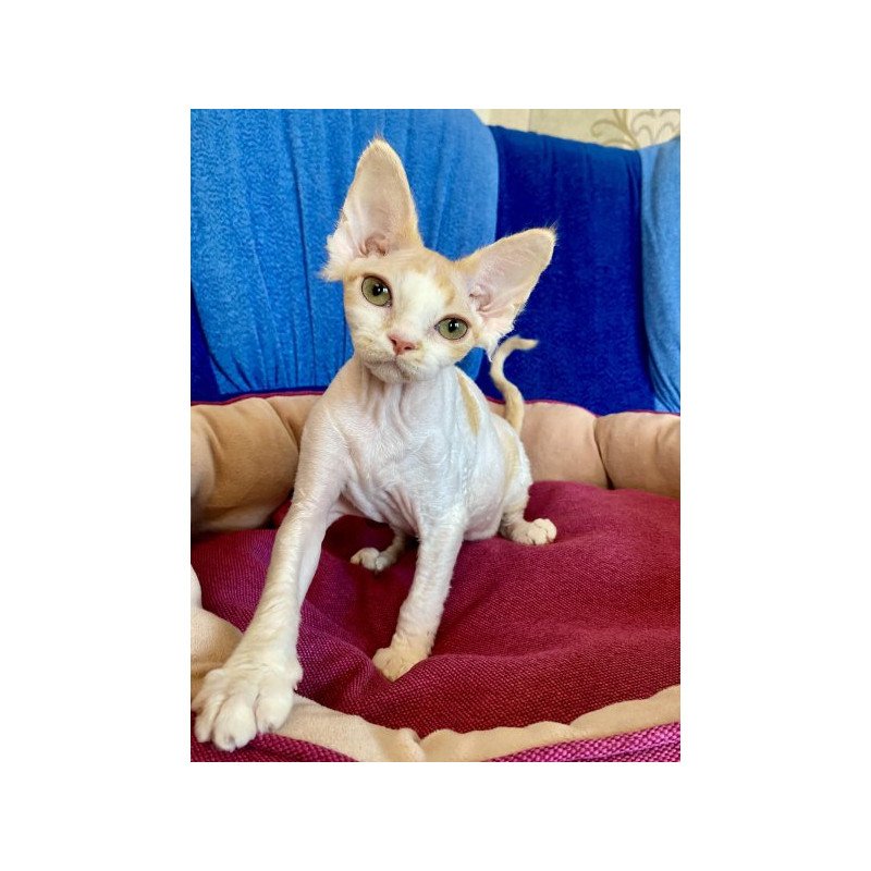 Devon Rex Alva Quinn